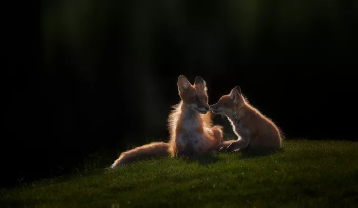 AN, ANNA: Fox Mother And Cub