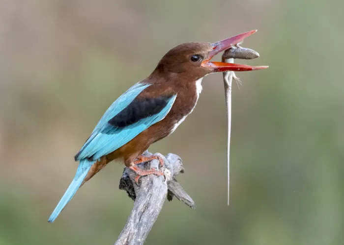 Amer, Eyal: Kingfisher with catch