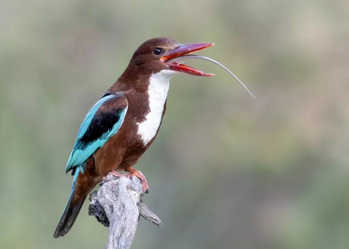 Amer, Eyal: Long tongue