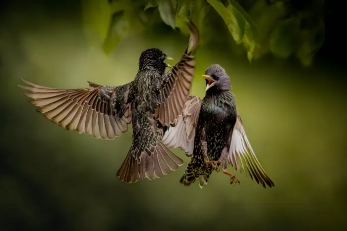 Horst, ter Gert: Disagreement