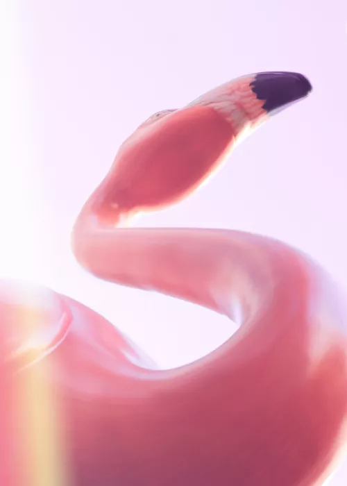 Studio, Pictufy: Flamingo Las Vegas