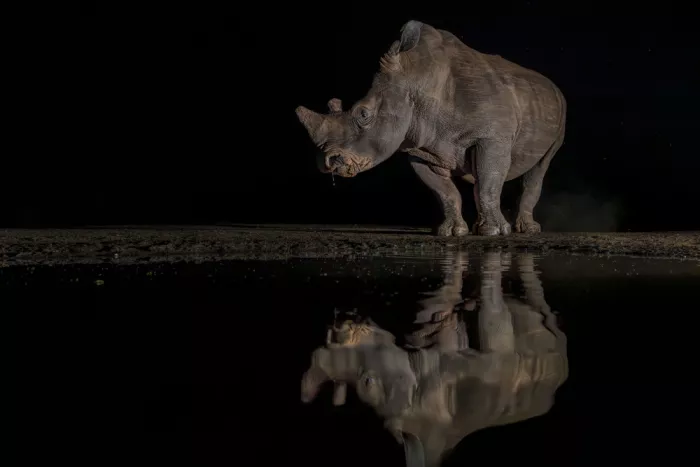 Zuo, Jun: Nashorn in der Nacht