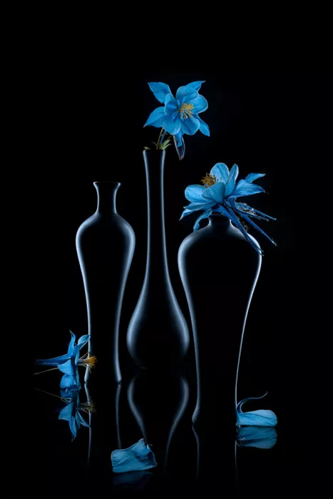 Jacobs, Lydia: Fiore di Aquilegia Blu