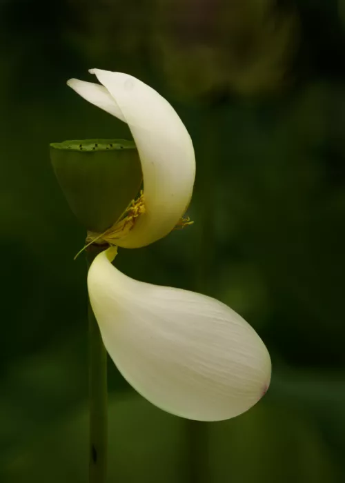 Yu, Wei: Residual Lotus