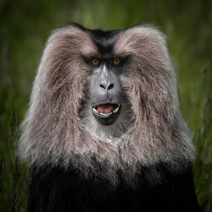 Guillemot, Mathilde: Lion-Tailed Macaque - Macaca Silenus