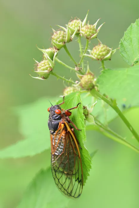 Matt: Cicadas are out.