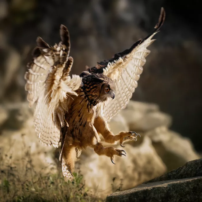 Firešová, Michaela: Majestic eagle owl in flight