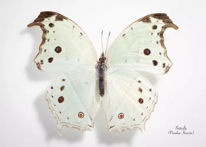 "Sabie", Botha Johan: Butterfly - 5
