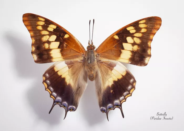 "Sabie", Botha Johan: Butterfly - 11