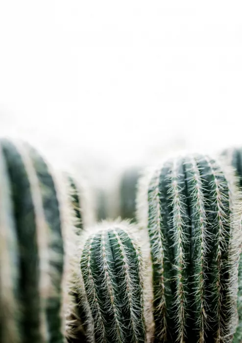 Böhmer, Mareike: Cactus 1