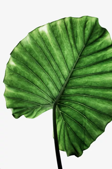 Böhmer, Mareike: Leaves 11