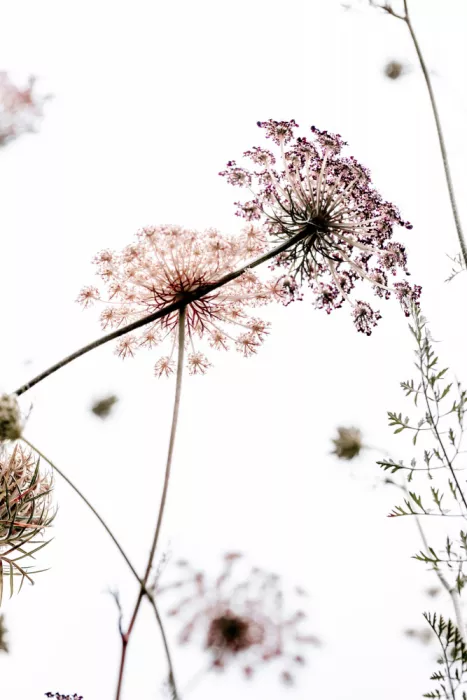 Böhmer, Mareike: Summer Flowers