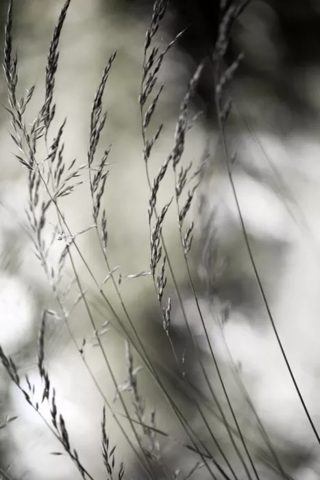 Böhmer, Mareike: Summer Grass 1