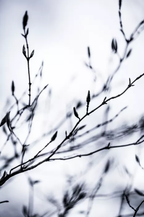 Böhmer, Mareike: Winter Branches 2