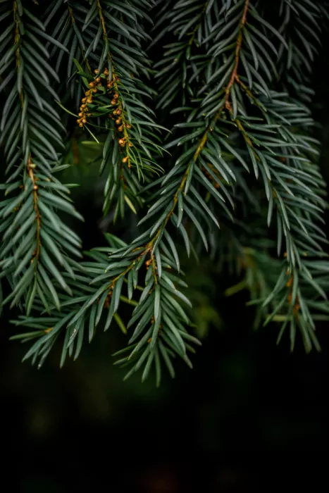 Böhmer, Mareike: Ramas de invierno 7