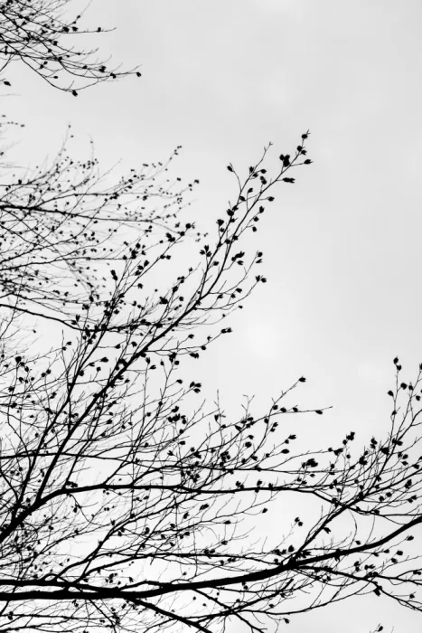 Böhmer, Mareike: Silhouette invernali 7