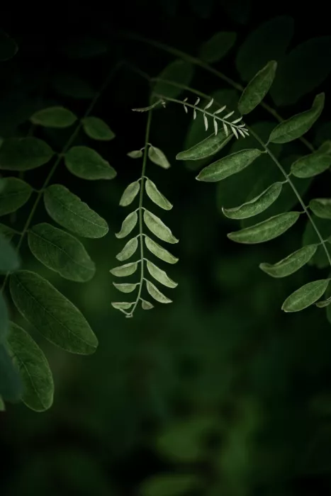 Böhmer, Mareike: Dark Leaves 17