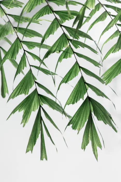Böhmer, Mareike: Summer Branches 3