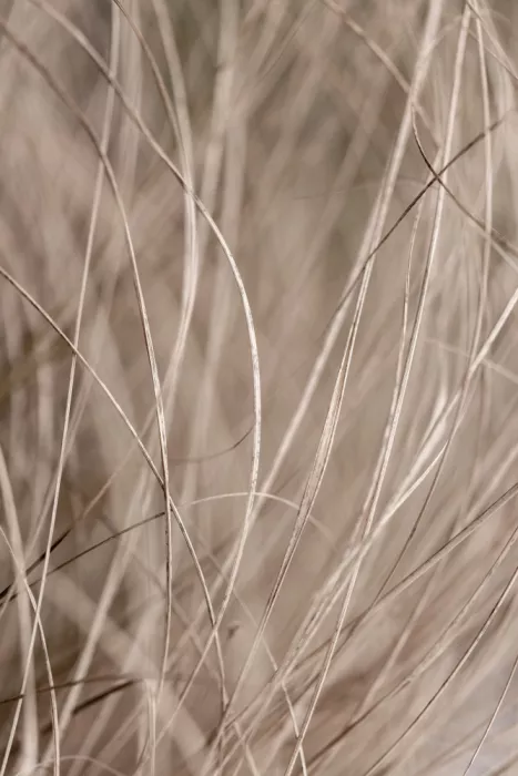Böhmer, Mareike: Summer Grass 3