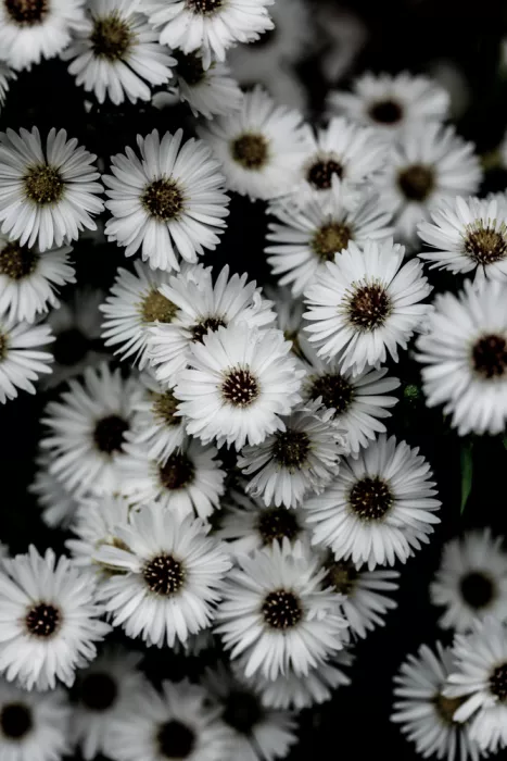 Böhmer, Mareike: Pequeñas Flores 3