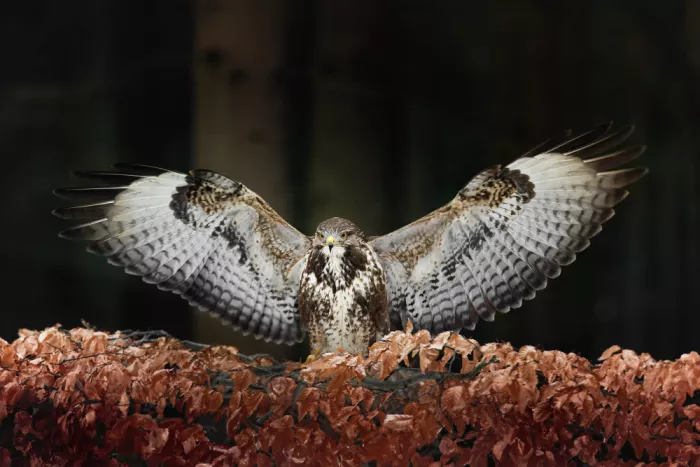 Firešová, Michaela: Buzzard in Full Glory