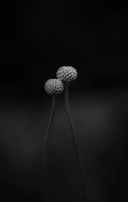 Grønkjær, Lotte: Billy Buttons