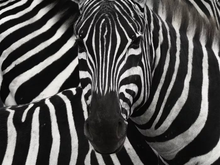 Marchegiani, Roberto: Zebra