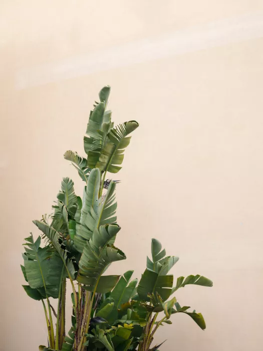 Zwart, Raisa: Botanical Cannes
