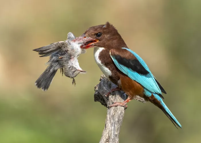 Amer, Eyal: White-throated kingfisher catch