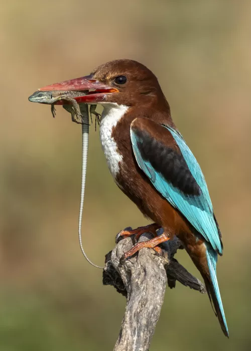 Amer, Eyal: White-throated kingfisher AZ