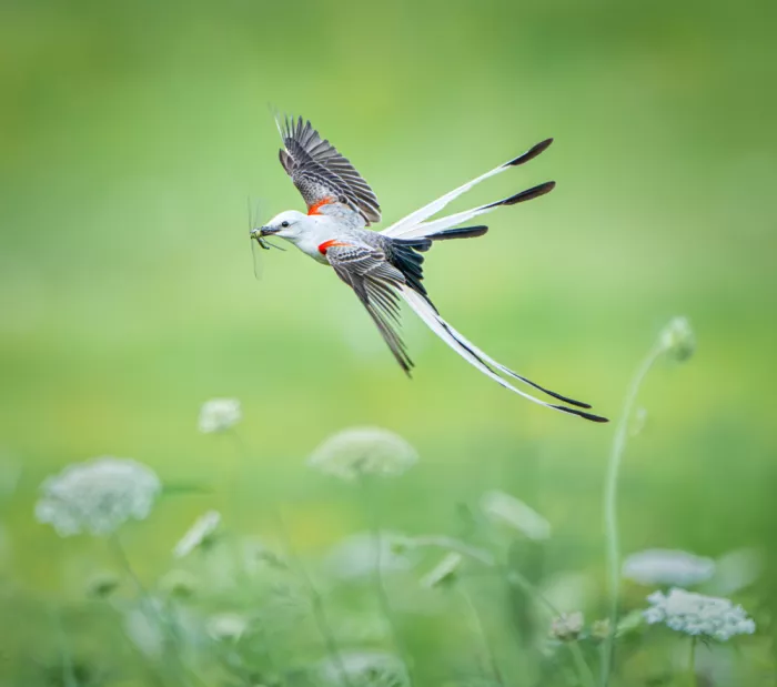 Li, Alex: Scissor-tailed flycatcher with a dragonfly