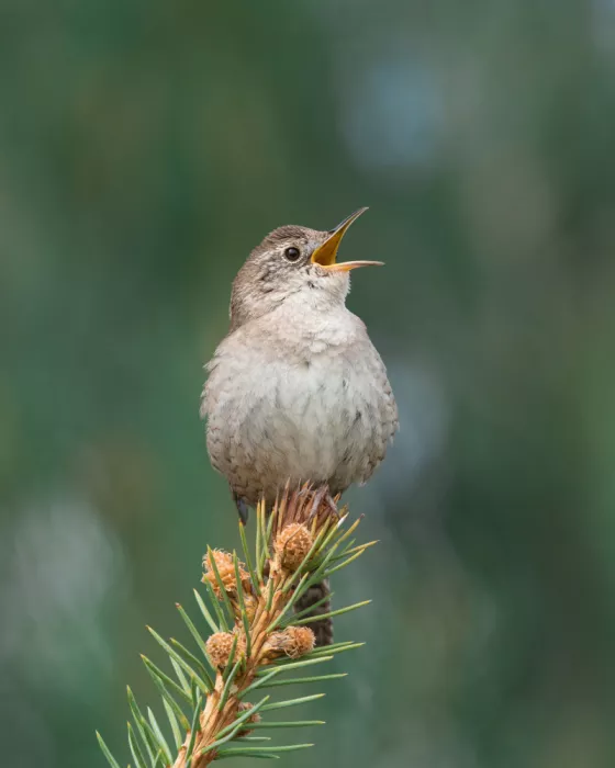 Cui, yang Xiang: Bird