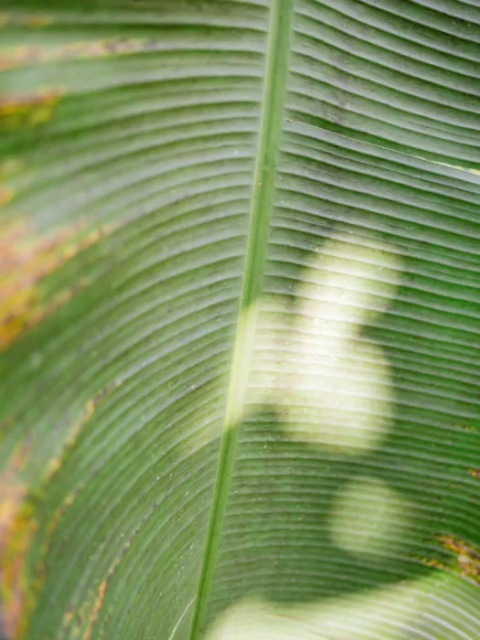 Zwart, Raisa: Costa Rica Greens