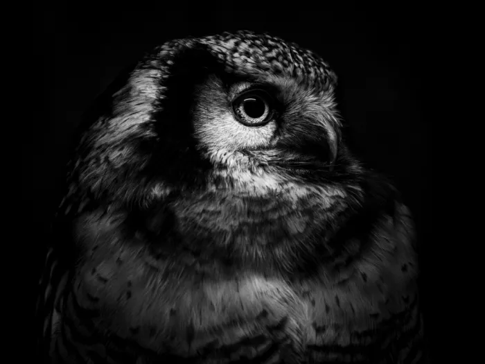 KURAHASHI, YUTAKA: Owl Portrait 2