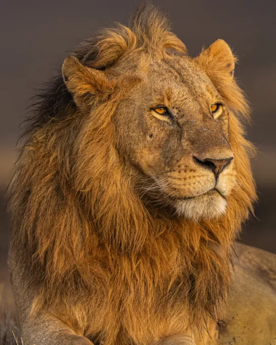 Bhatia, Yogesh: Le Portrait du Roi