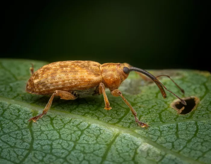 Andrica, Eduard: Weevil