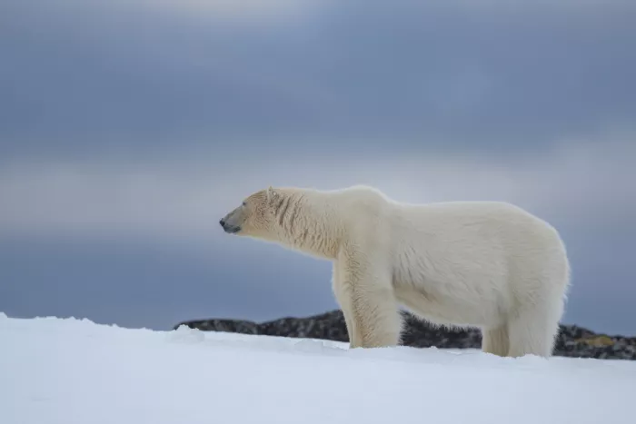 Dhesi, Rajat: Orso polare, Svalbard