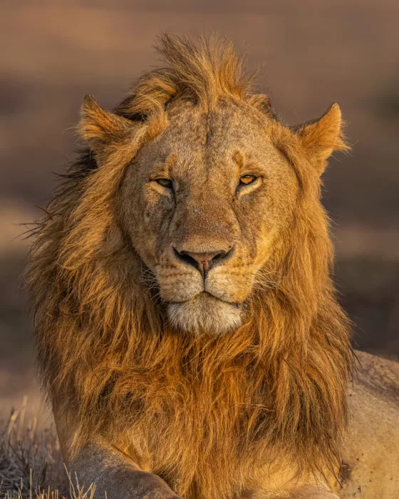 Bhatia, Yogesh: Le Roi