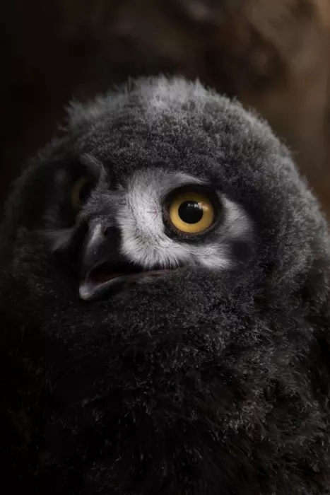 Okubo, Haruma: Snowy Owl Baby