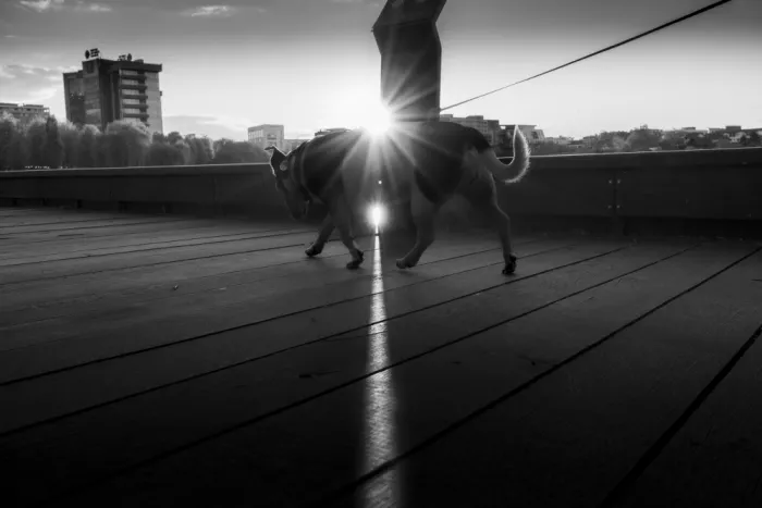 Federiga, Alin: A dog through a ray of light