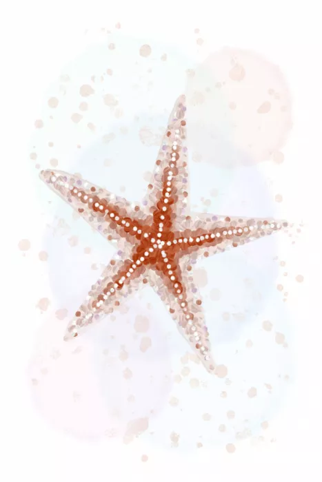 Martina: Stella marina punteggiata