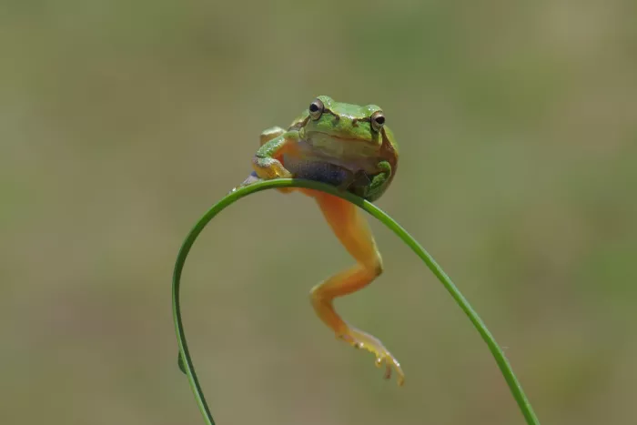 Sener, Savas: Le Frog