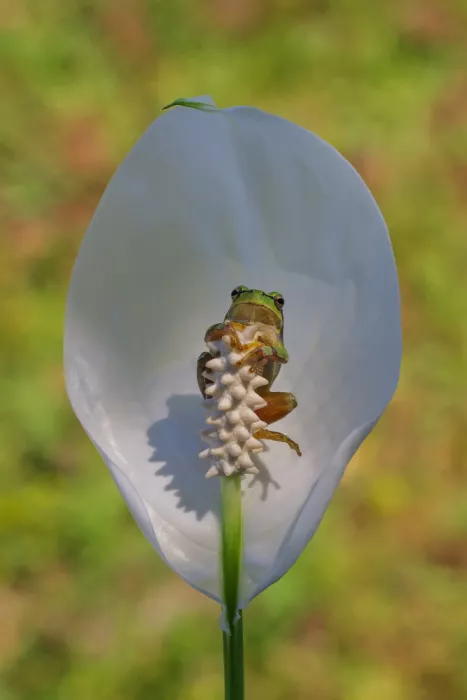 Sener, Savas: Der Frosch