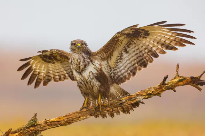 Mizrachy, Haim: Common buzzard drying up