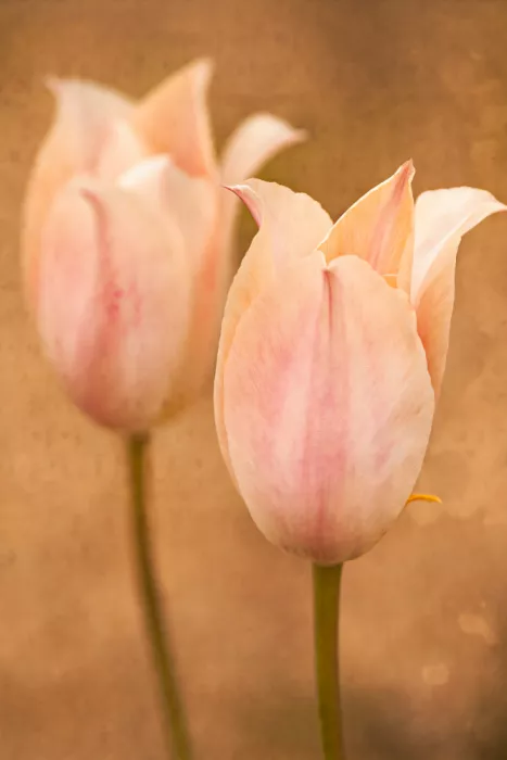Cui, yang Xiang: Flowers