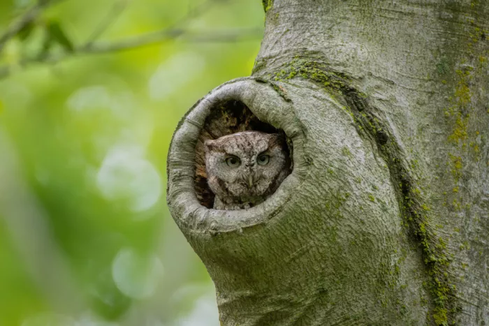 Wang, Max: Eastern Screech Owl