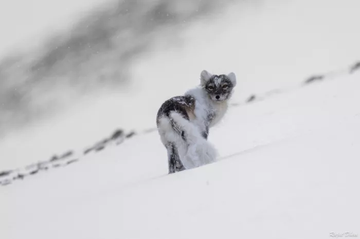 Dhesi, Rajat: Volpe artica, Svalbard