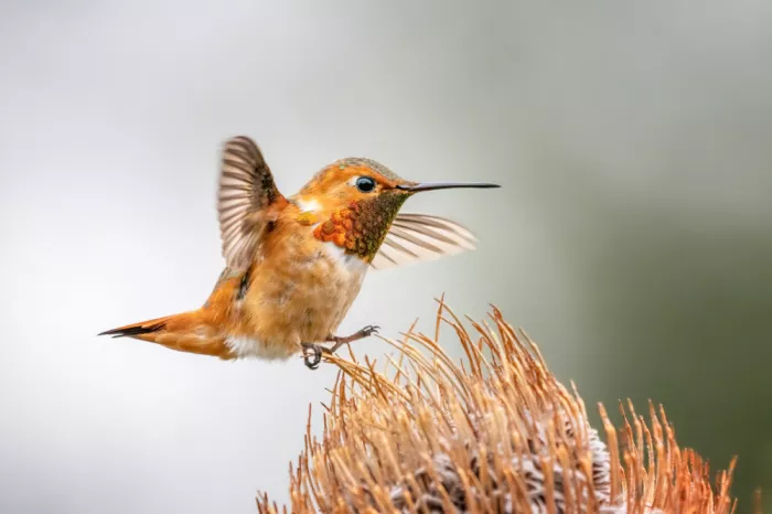 Lipinghu: Rufous Hummingbird ready for takeoff