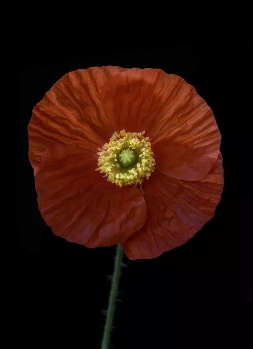 Grønkjær, Lotte: Amapola roja