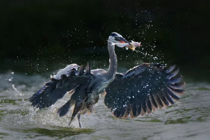 Zhao, Qing: Good time of the day